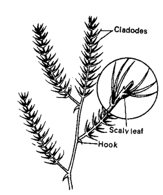 Stem