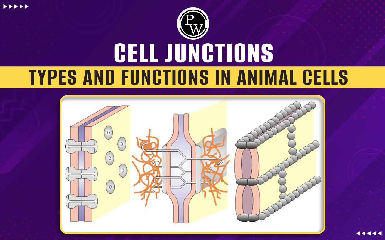Cell Junctions