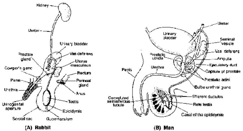 Reproductive System Of Mammals