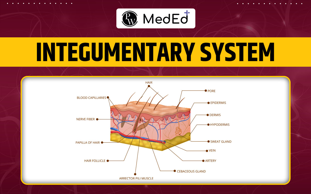 Integumentary System