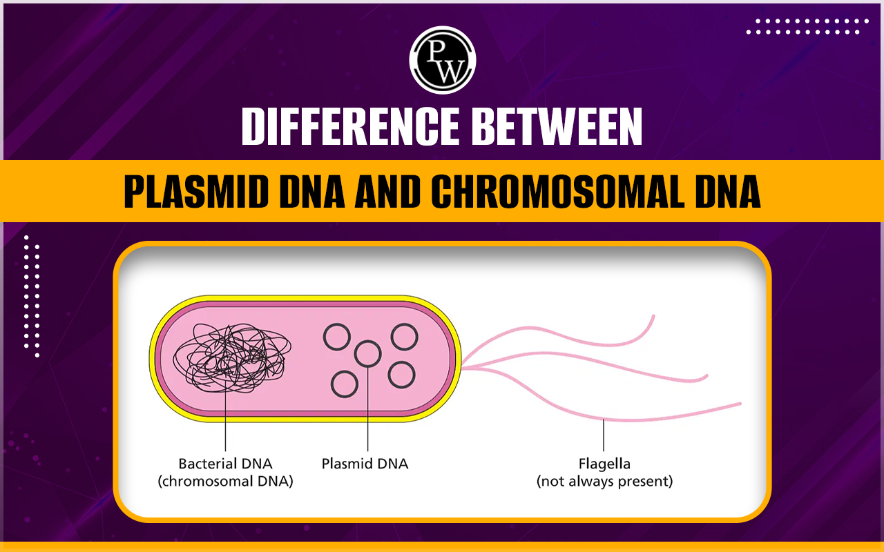 Difference Between Plasmid DNA And Chromosomal DNA
