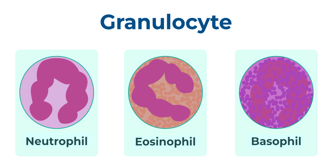 Granulocytes Diagram