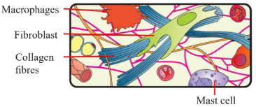Areolar Connective Tissue Diagram