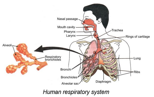 respiration