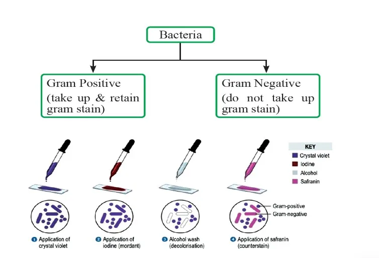 Gram Staining