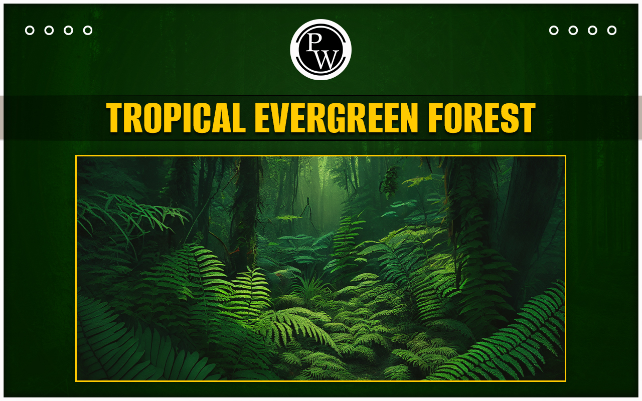Tropical Evergreen Forest