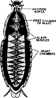 Circulatory System of Cockroach