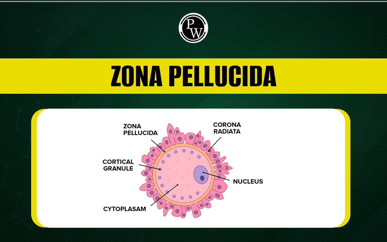 Zona Pellucida Diagram Function Structure And Formation