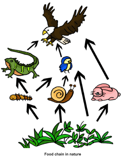 food_web