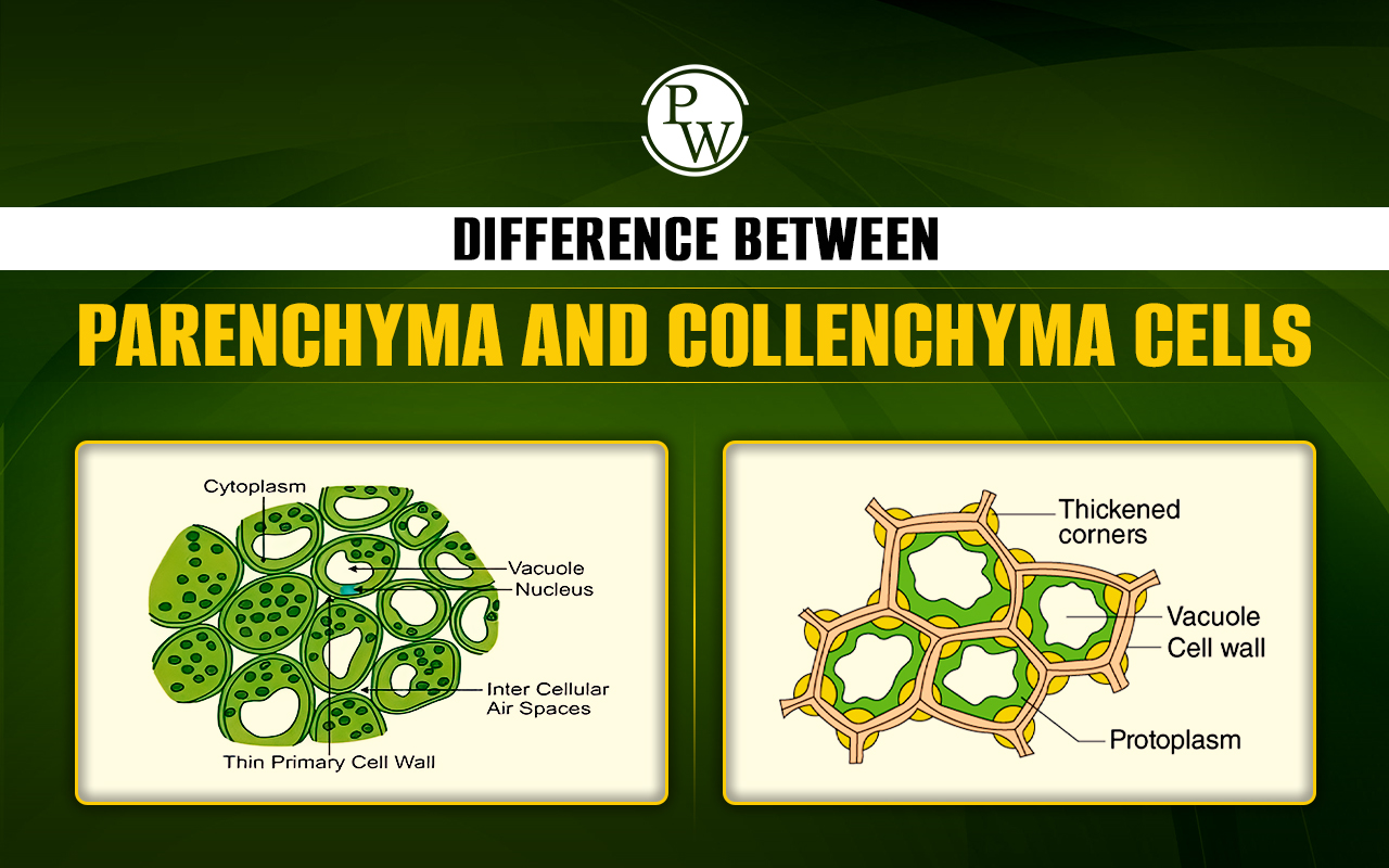 Difference between Parenchyma and Collenchyma cells