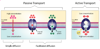 transport membrane Diagram