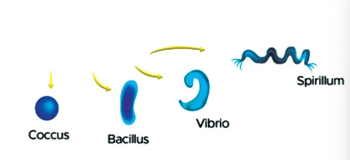 Cell Shapes