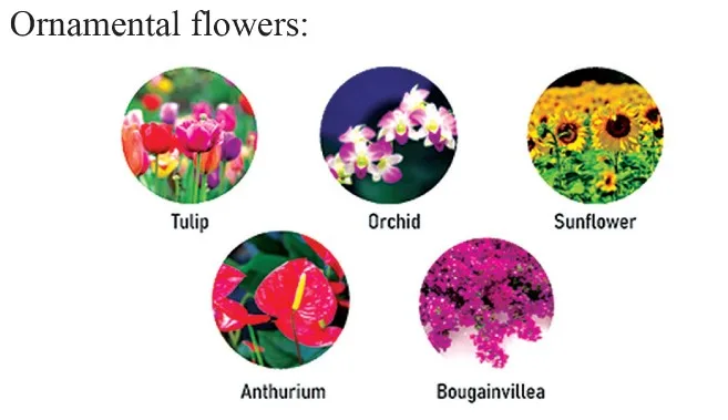 Flower