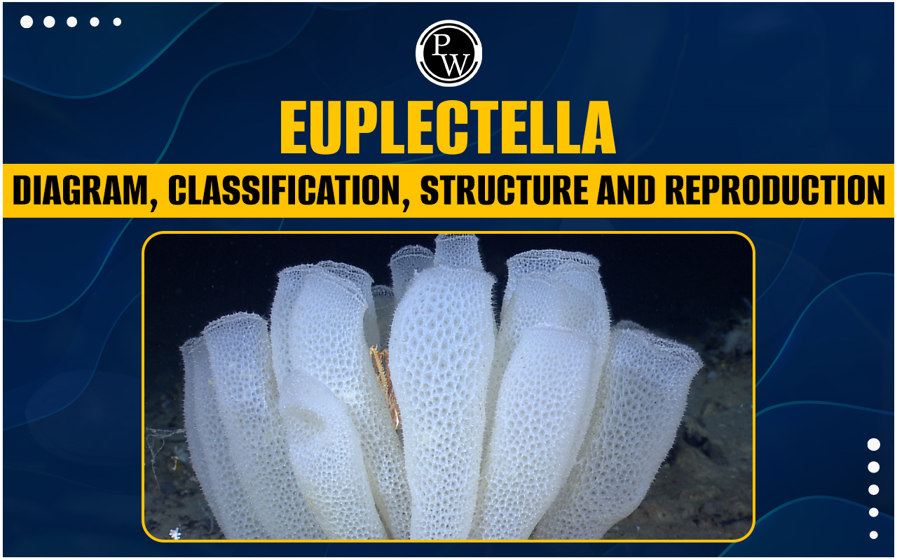 Euplectella - Classification, Structure and Reproduction