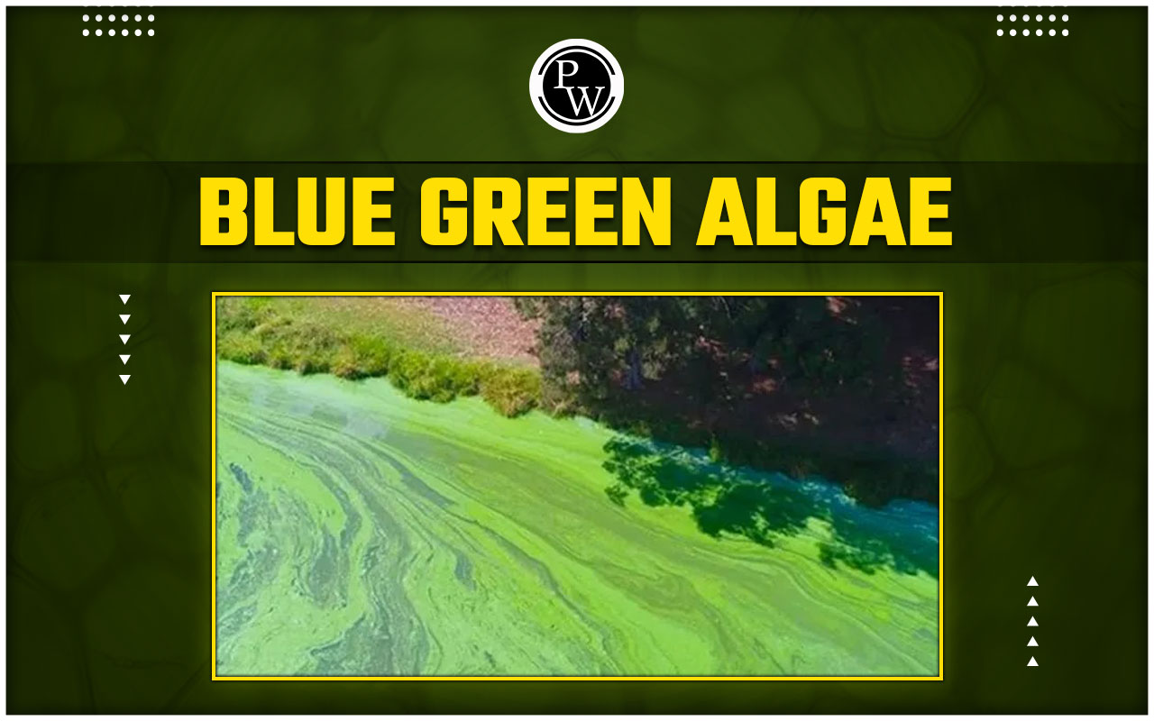 Blue Green Algae - Classification, Characteristics, Economic Importance