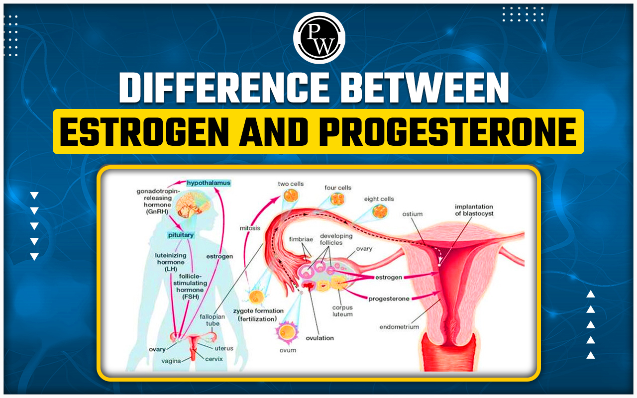 Difference between Estrogen and Progesterone