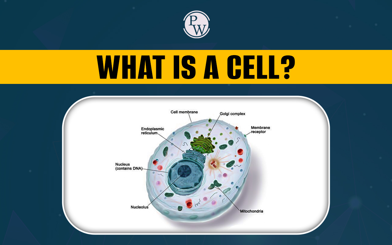 What Is Cell