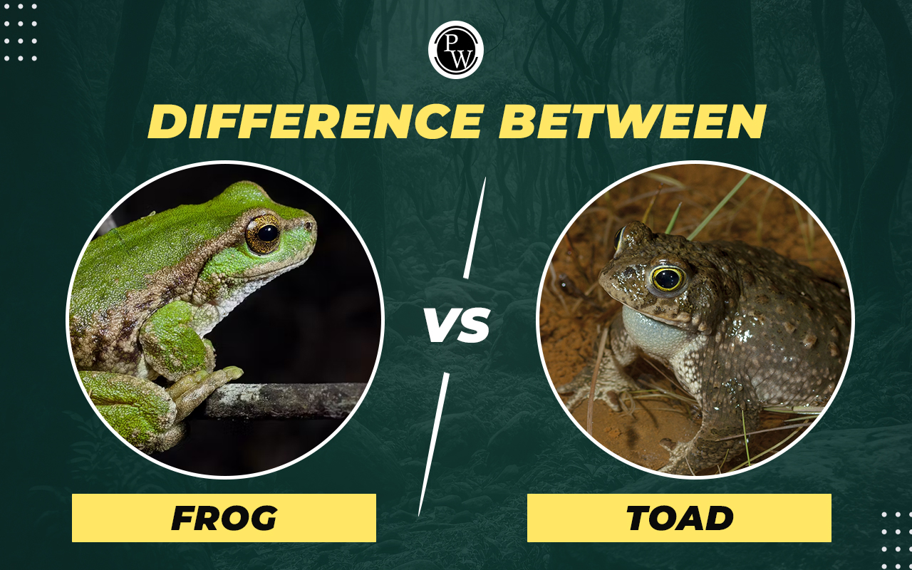 Difference Between Frog and Toad
