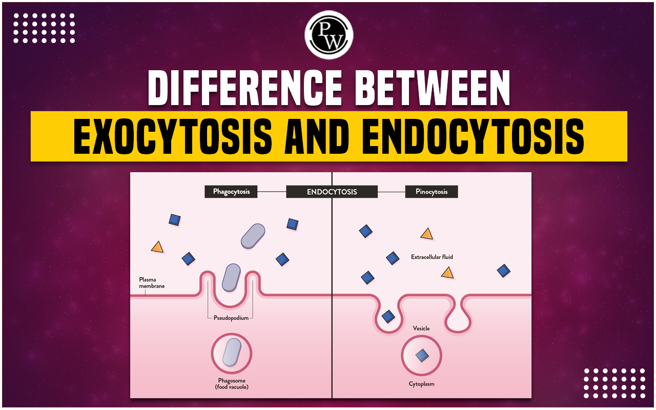 Difference Between Exocytosis and Endocytosis with Example
