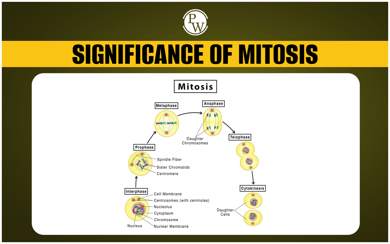 Significance of Mitosis, Definition, Features, and Significance