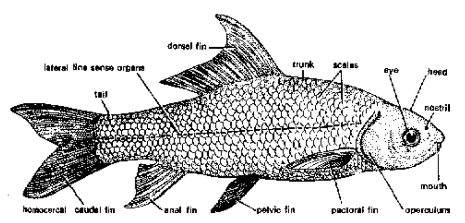 Super Class : Pisces