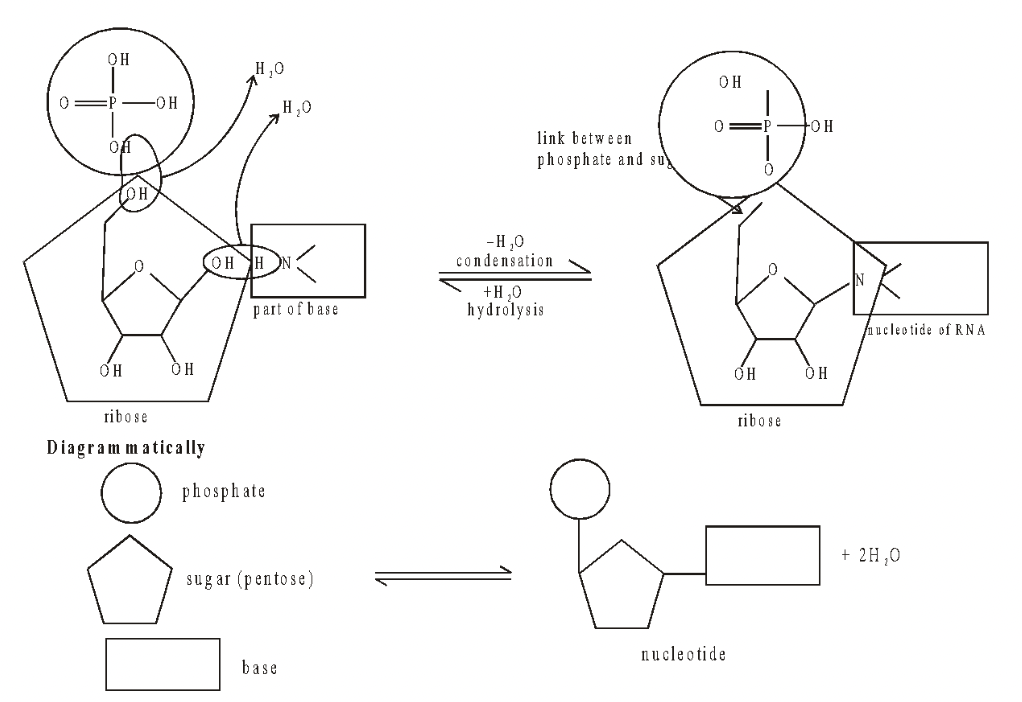 Formation of Nucleotides