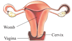 Enlarged view of cervix and vagina