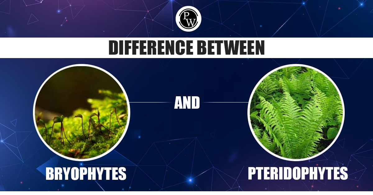 Difference Between Bryophytes and Pteridophytes