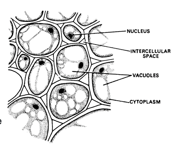 Complex Permanent Tissue
