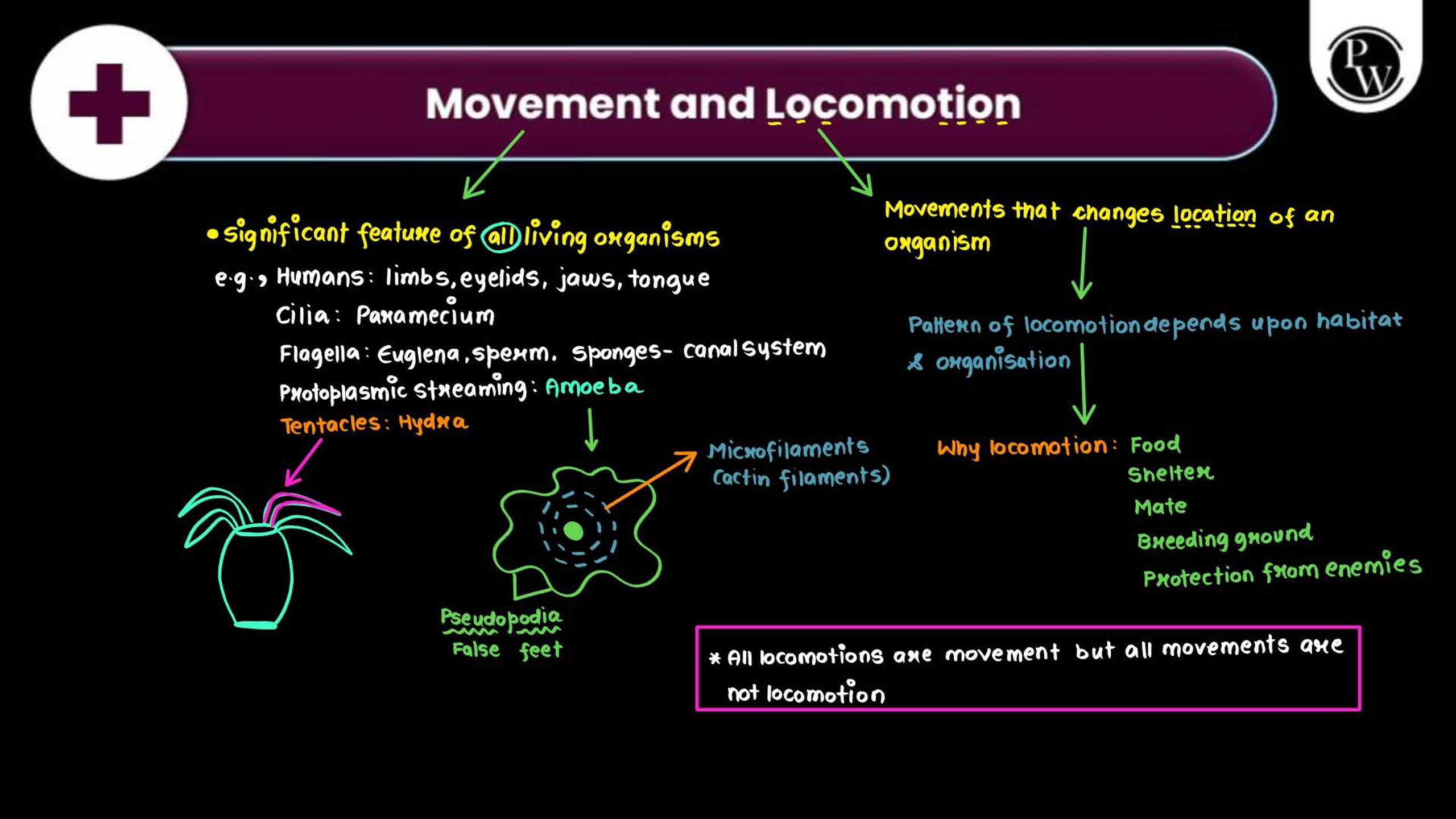 Locomotion and Movement NEET Notes