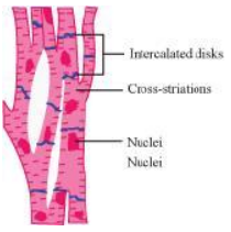 NCERT solution for class 11 