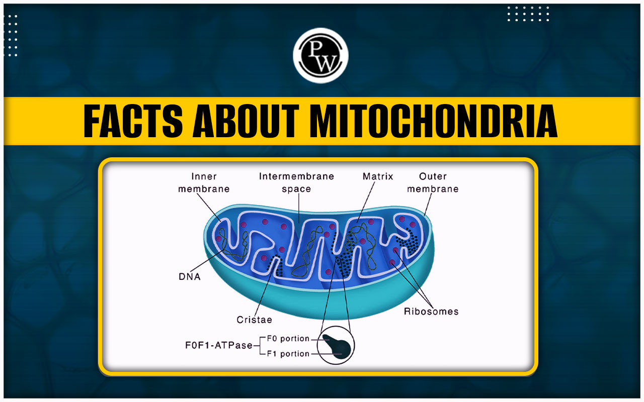 Facts About Mitochondria