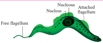 Trypanosoma diagram