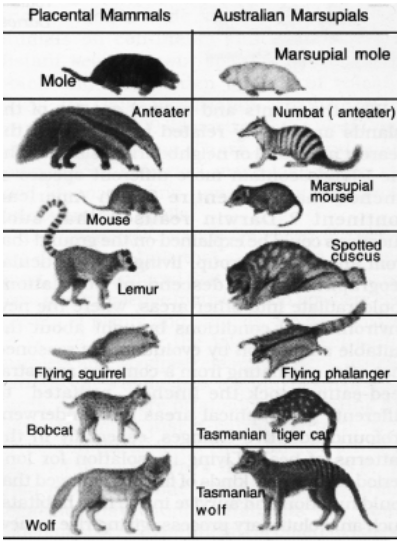 Evidence from morphology and comparative anatomy