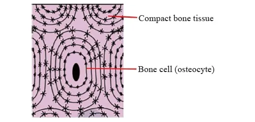 Bones