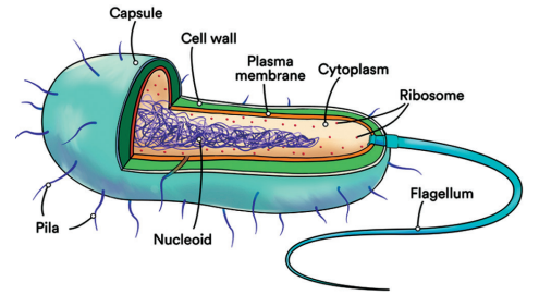 Structure Of Prokaryotic Cell