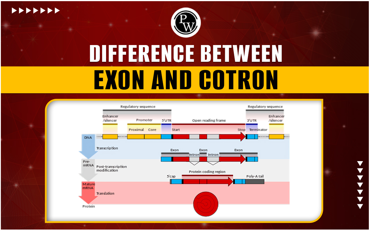 Difference Between Exon and Cistron