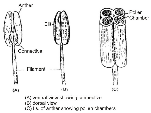 Sexual reproduction in flowering plants