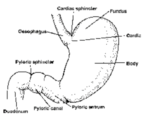 Digestive System of Human