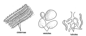 ENDOPLASMIC RETICULUM