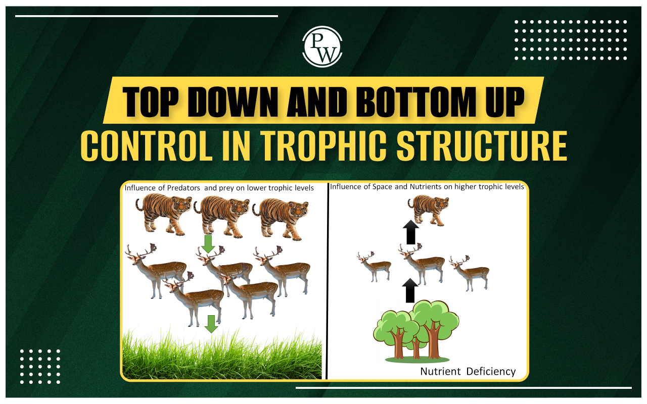 Top Down and Bottom Up Control in Trophic Structure