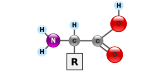 Amino acid formula