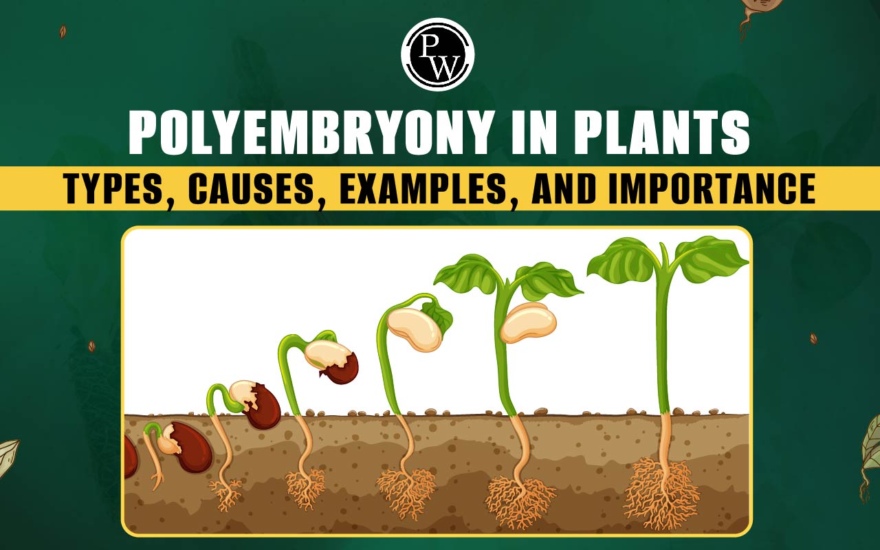 Polyembryony - Types, Causes, Examples, and Importance