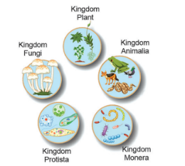 The Five Kingdoms Diagram