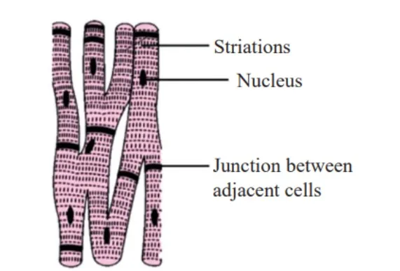 Cardiac Muscles