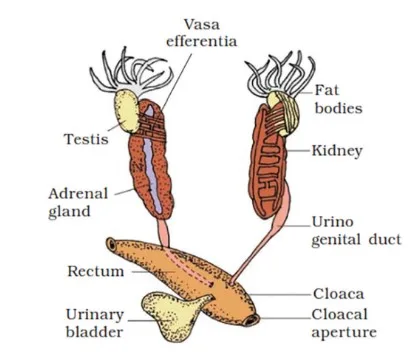 Male reproductive system of frog