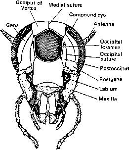 Cockroach Classification and Body Structure