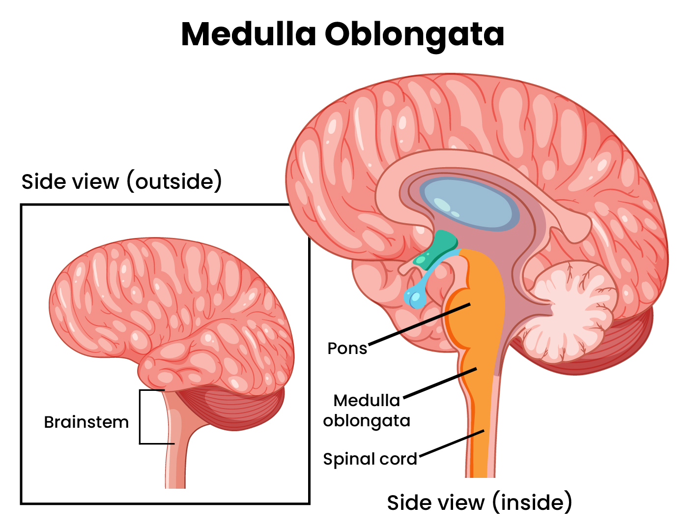 Medulla Oblongata Diagram