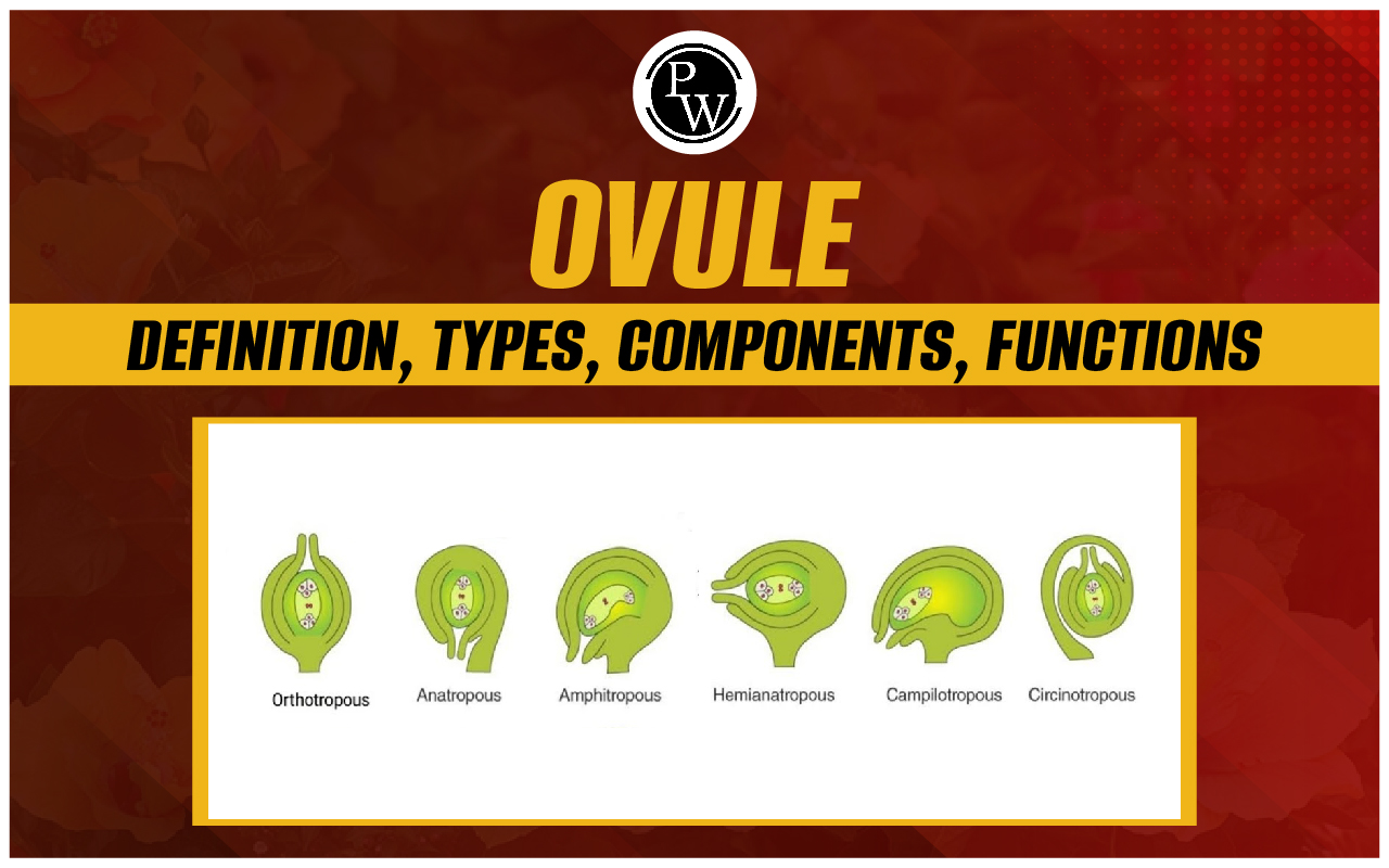 Ovule