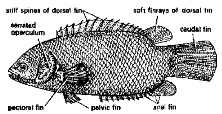 Super Class : Pisces